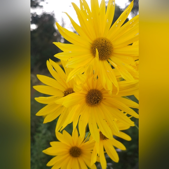 Meet your Posher, Aimee - Picture 3 of 4